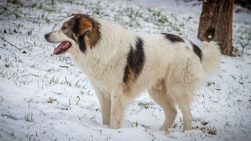 15 dog breeds that feel like they were made for wild hills and rough weather 15 Tornjak
