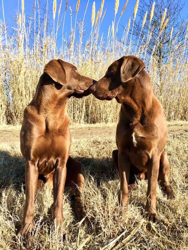 Some dog breeds recover quickly because resilience is simply part of who they are 2 Labrador Retriever