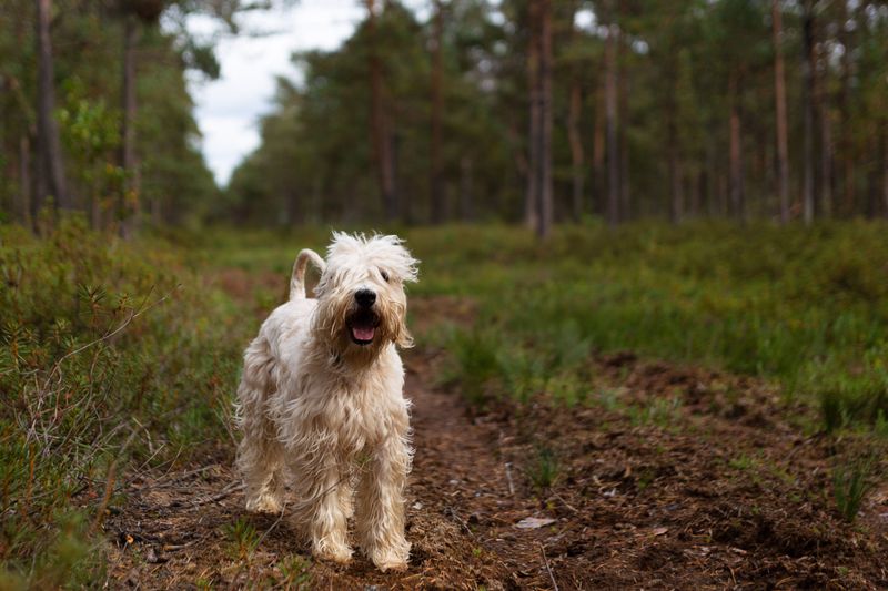 Digestive sensitivity varies considerably between dogs - And breed can play a role 10 Soft Coated Wheaten Terrier