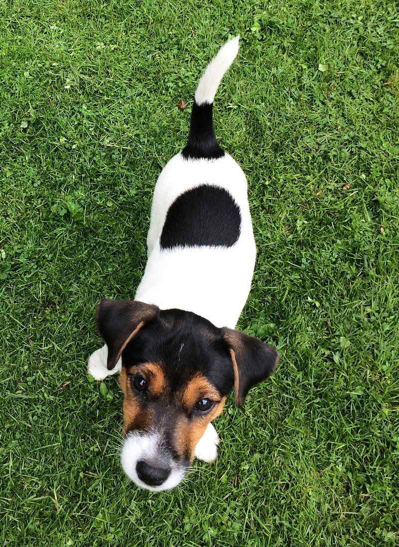 Jack Russell Terrier