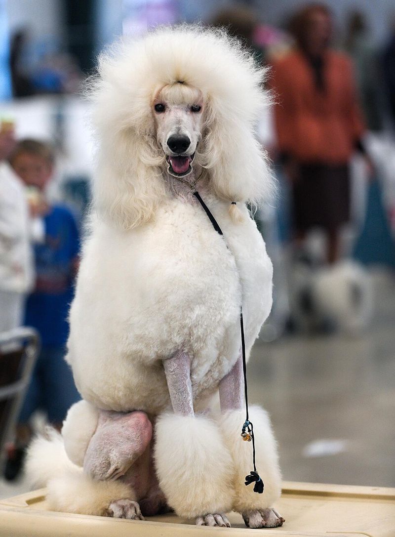 11 white-coated breeds that make simple coloring look unforgettable - plus 2 overlooked beauties 8 Poodle