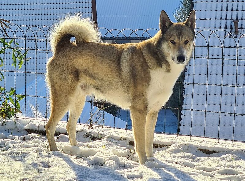 West Siberian Laika