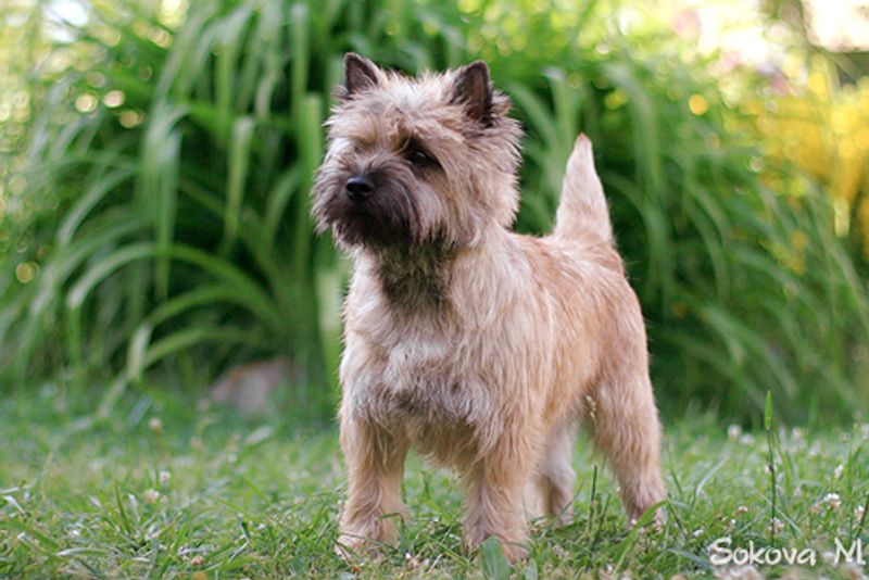 Cairn Terrier