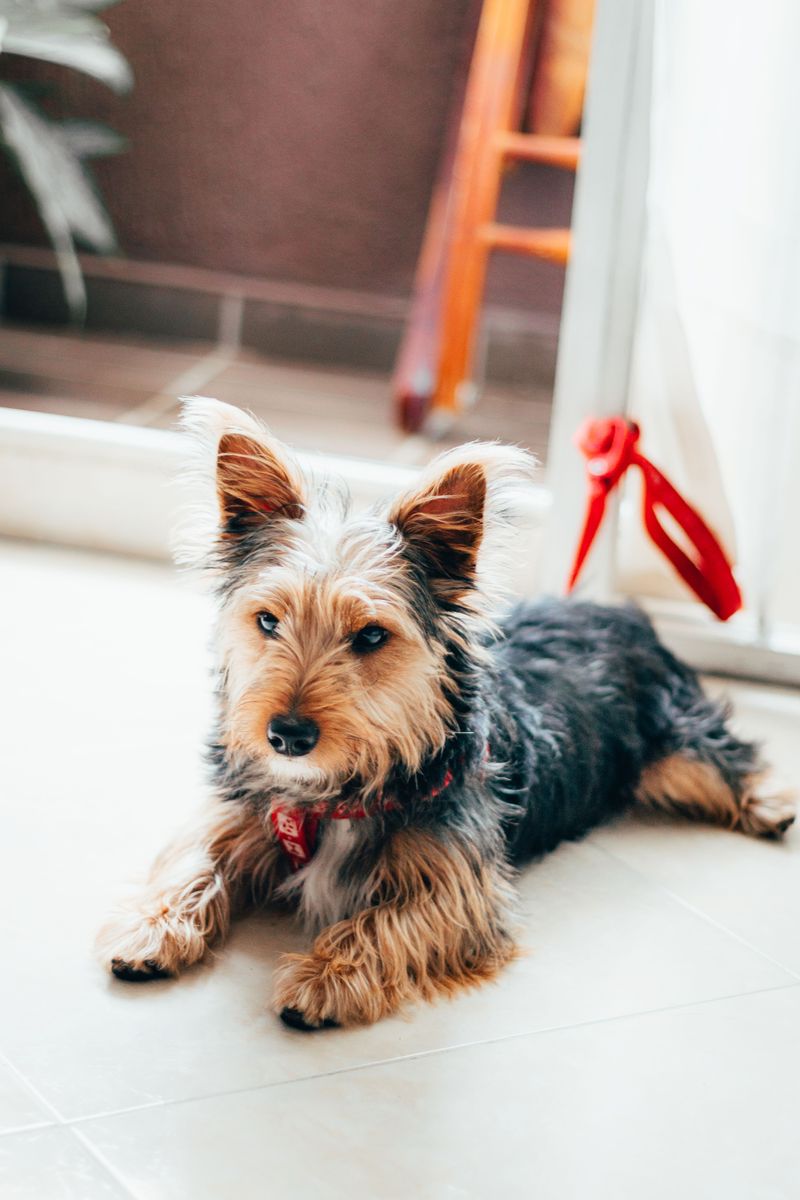 Your tiny dog doesn't automatically want to meet everyone - these breeds reveal the social divide 4 Yorkshire Terrier