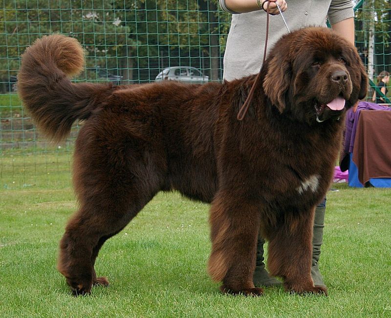 These dog breeds quietly become the heart of countless households 5 Newfoundland