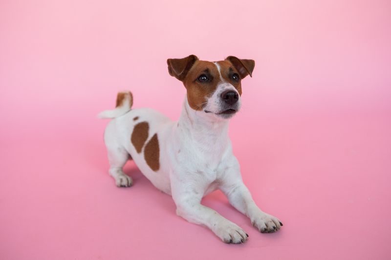 Some dog breeds recover quickly because resilience is simply part of who they are 9 Jack Russell Terrier