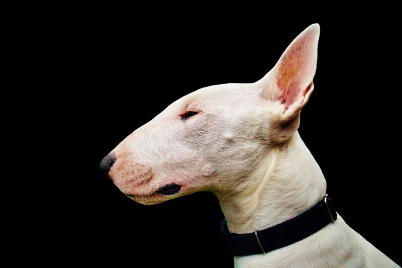 Bull Terrier
