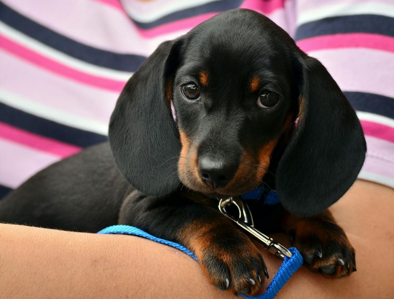 Dachshund (DAHKS-hund)