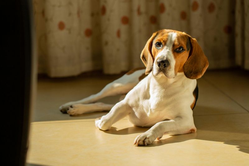 Beagle