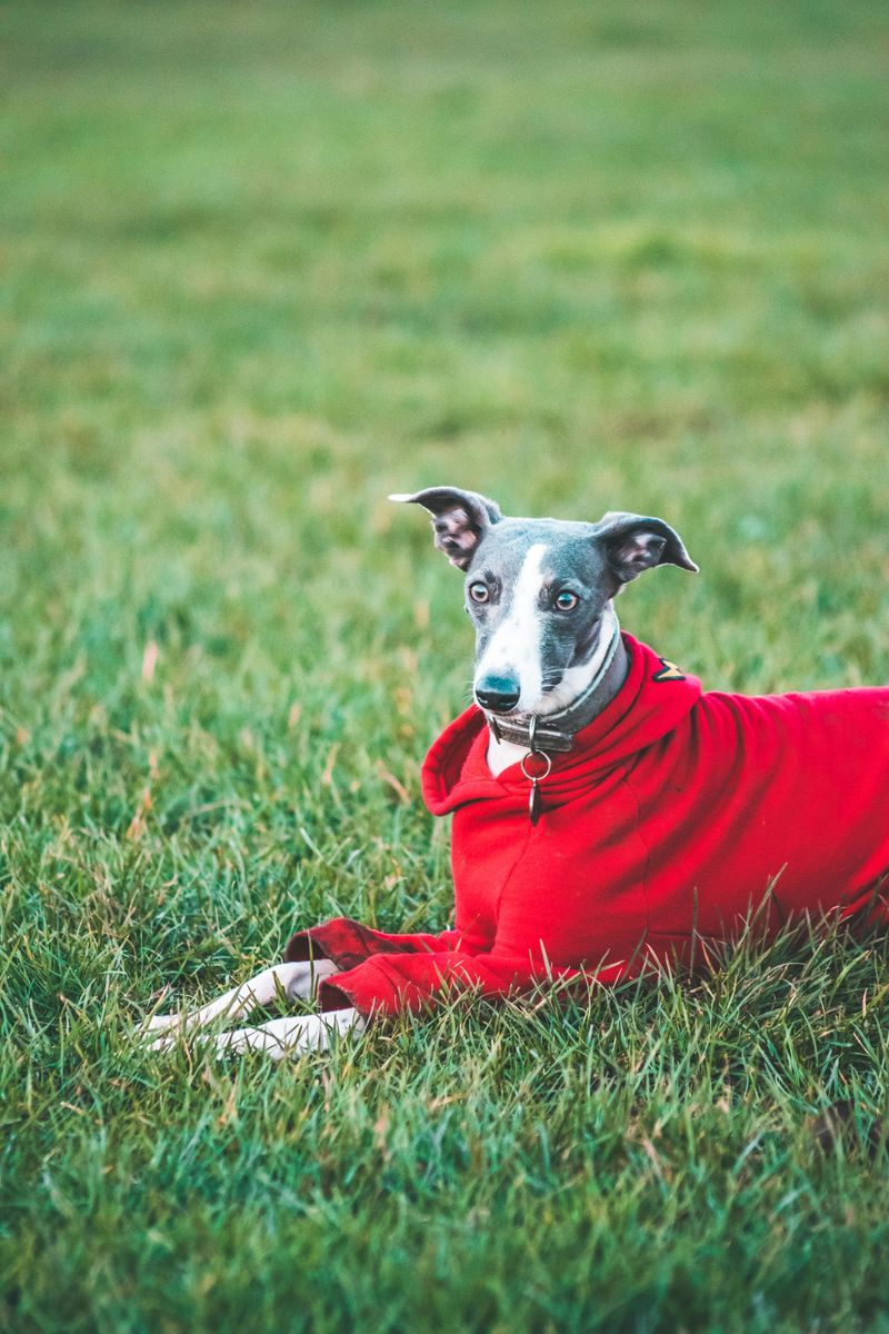 14 dog breeds that seem independent but panic when you leave 8 Whippet