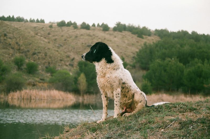 Caucasian Shepherd Dog