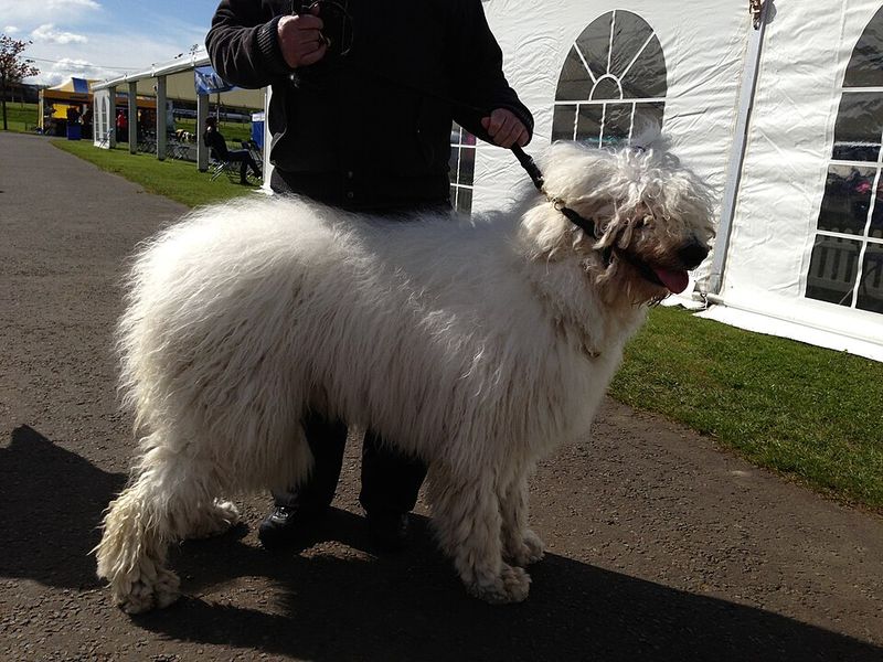 19 dog breeds that have origins tied to extremely specific jobs most people rarely think about 11 Komondor