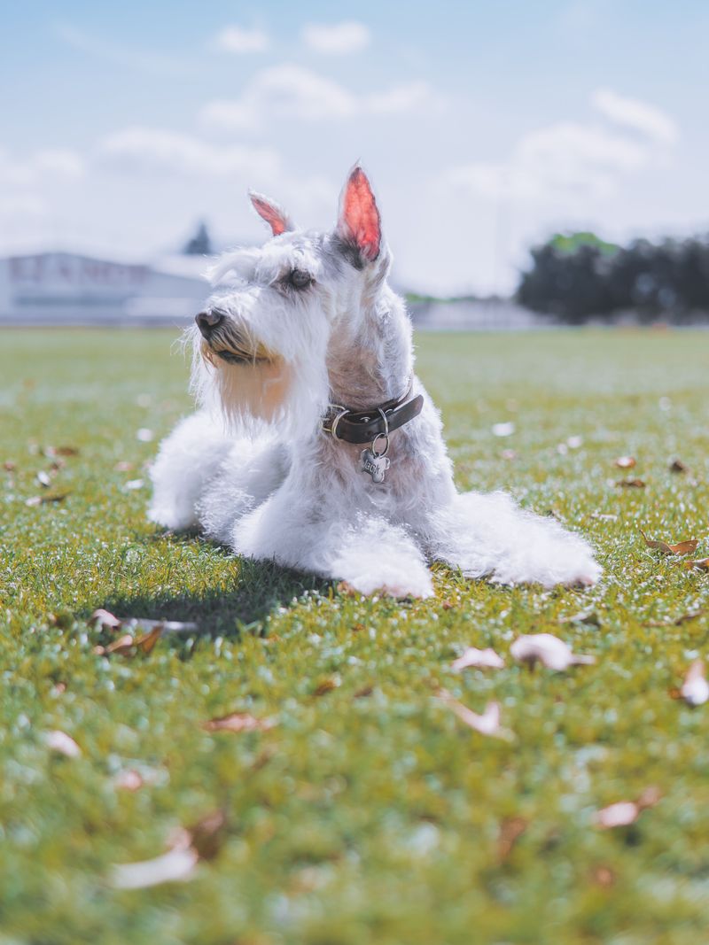 Looking for a confident companion that doesn't need endless space? These breeds deliver 3 Miniature Schnauzer