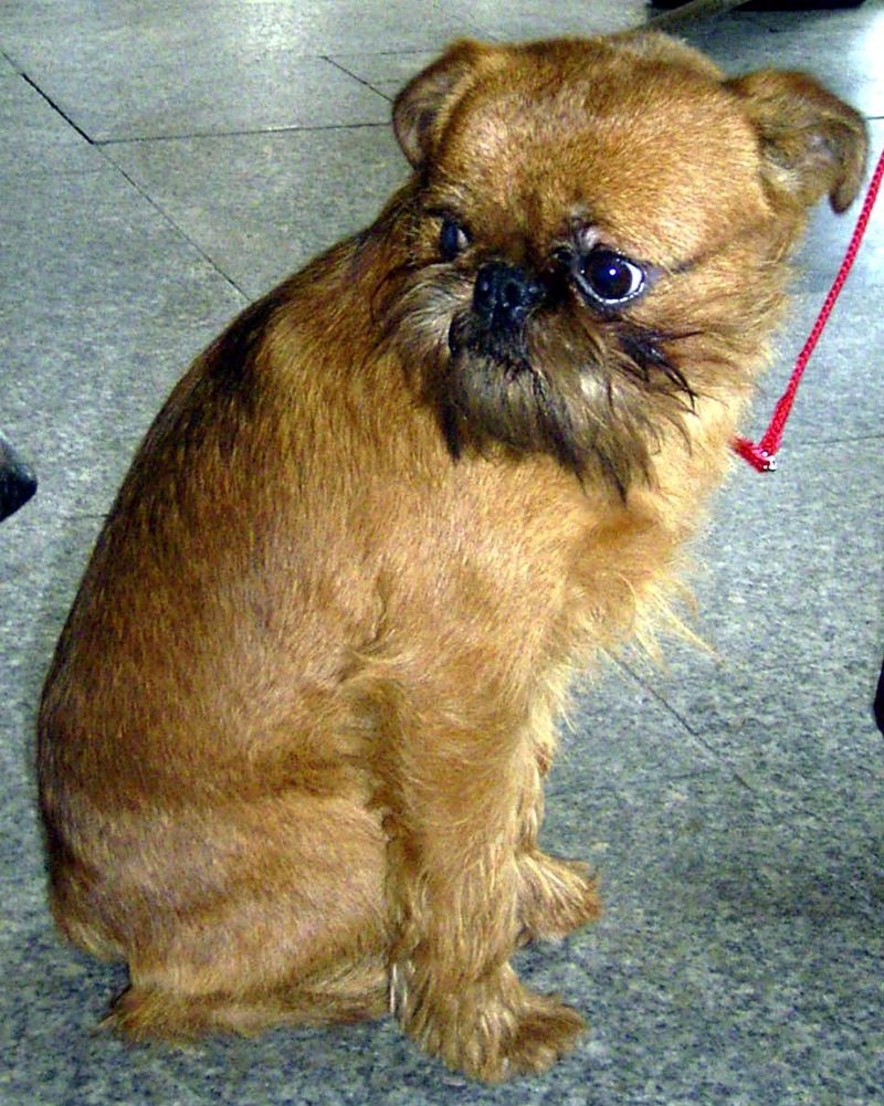 28 Small Dog Breeds Well-Suited for Apartment Living 19 Brussels Griffon