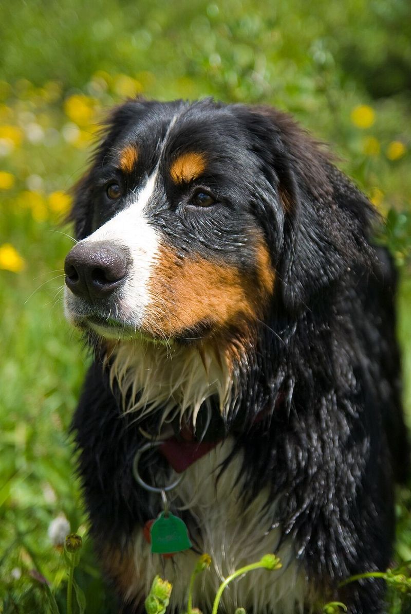 Bernese Mountain Dog