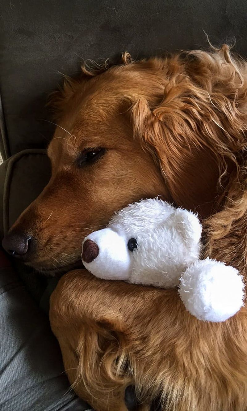 19 Dog Behaviors That Show How Well They Understand Human Emotions 7 Bringing a favorite toy to cheer someone up