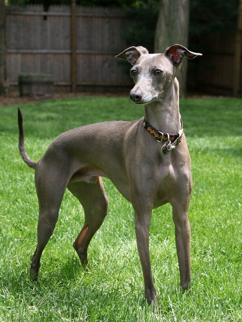 Looking for a tidier companion? These dog breeds have some naturally neat habits 7 Italian Greyhound