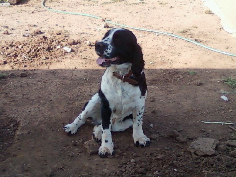 Bring home one of these energetic breeds and your lazy mornings may quietly disappear from the calendar 10 English Springer Spaniel