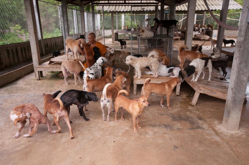 You support animal shelters