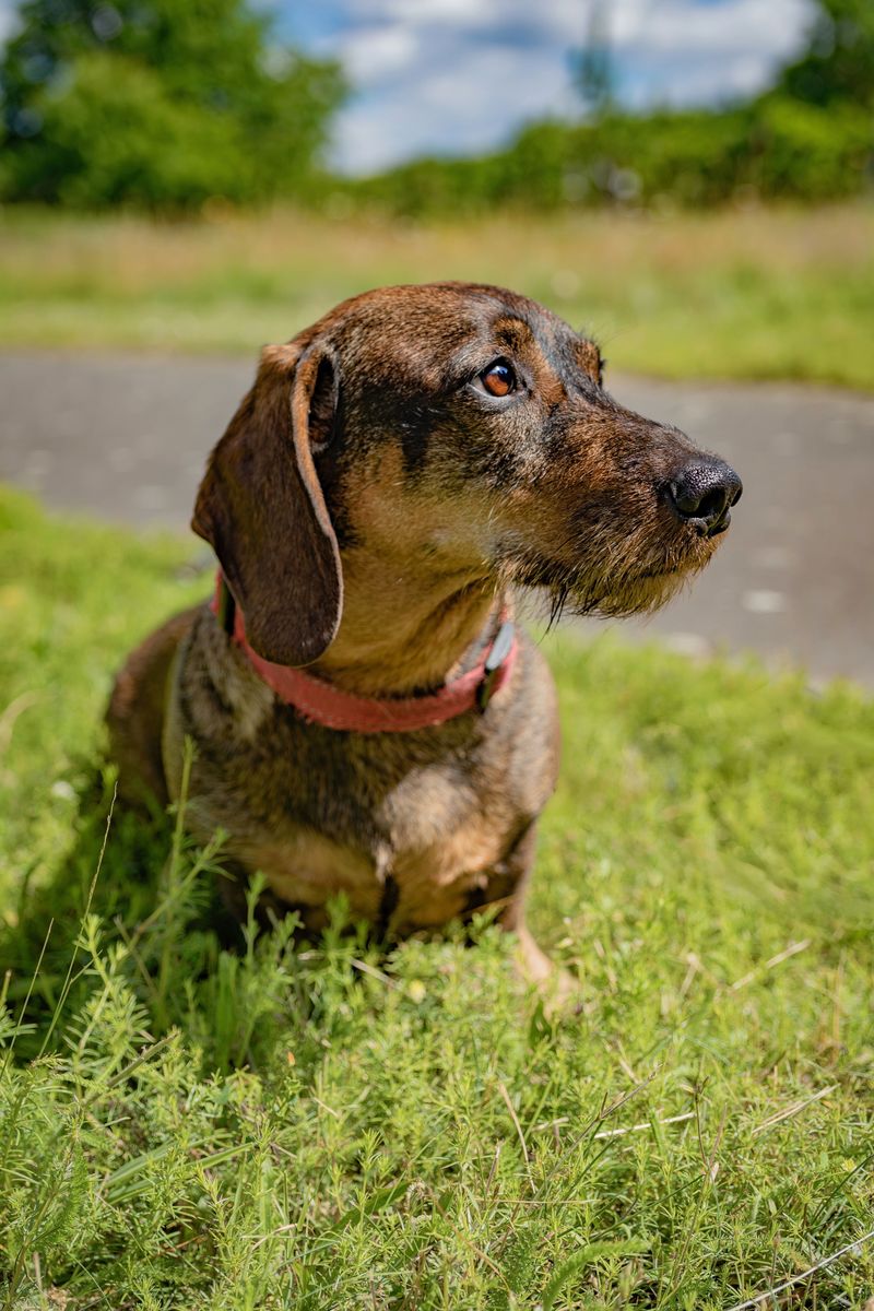 Before unclipping the leash, remember what some of these dogs were originally bred to chase 5 Dachshund: The Badger Hunter Underground