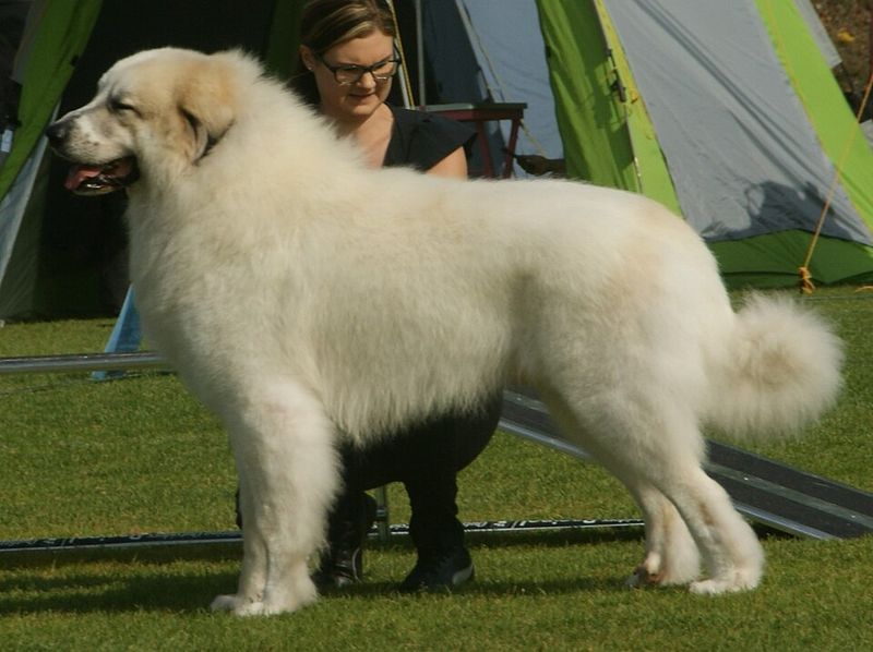 These dog breeds don't rush into every situation - they quietly figure it out first 4 Great Pyrenees