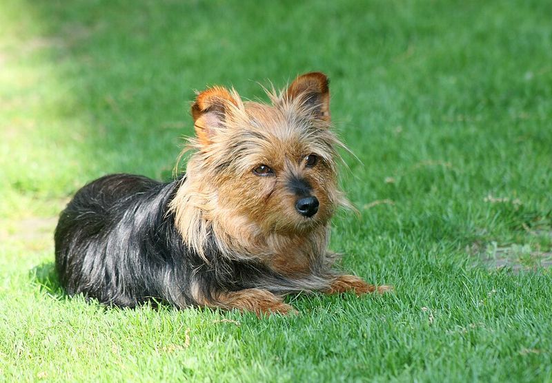 11 cute dog breeds with tough working roots hiding behind their looks 12 Australian Terrier
