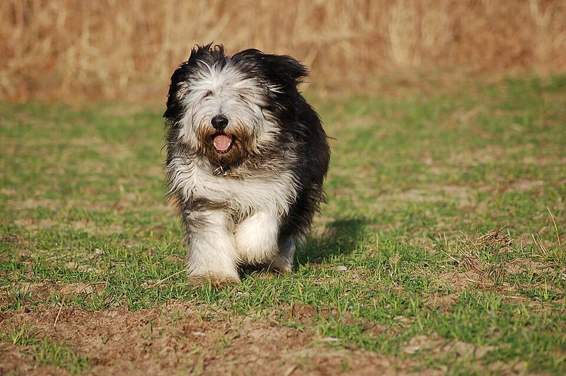Polish Lowland Sheepdog