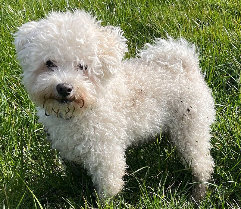 15 breeds that turn a new couch into a loyalty test 4 Bolognese