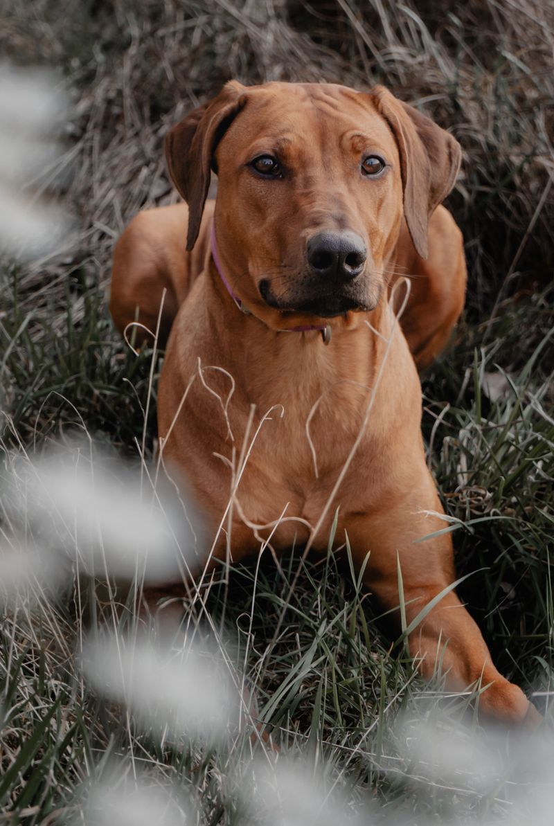 Distance means nothing to these 12 remarkable dog breeds – plus 2 born to keep going 9 Rhodesian Ridgeback