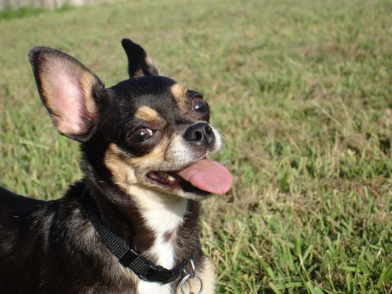 These 10 attention-hungry dogs never stop asking for affection 5 Chihuahua