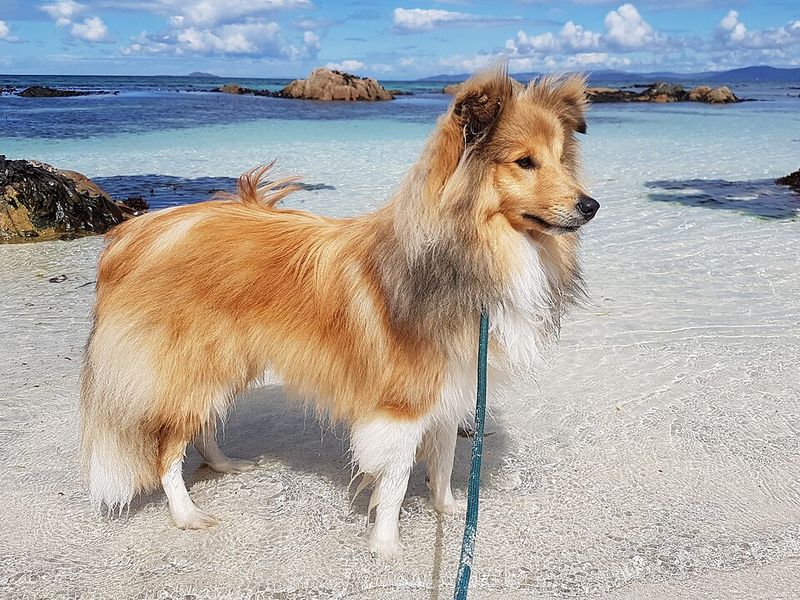 15 dog breeds that form unbreakable one-person bonds - until their trust is broken 16 Shetland Sheepdog