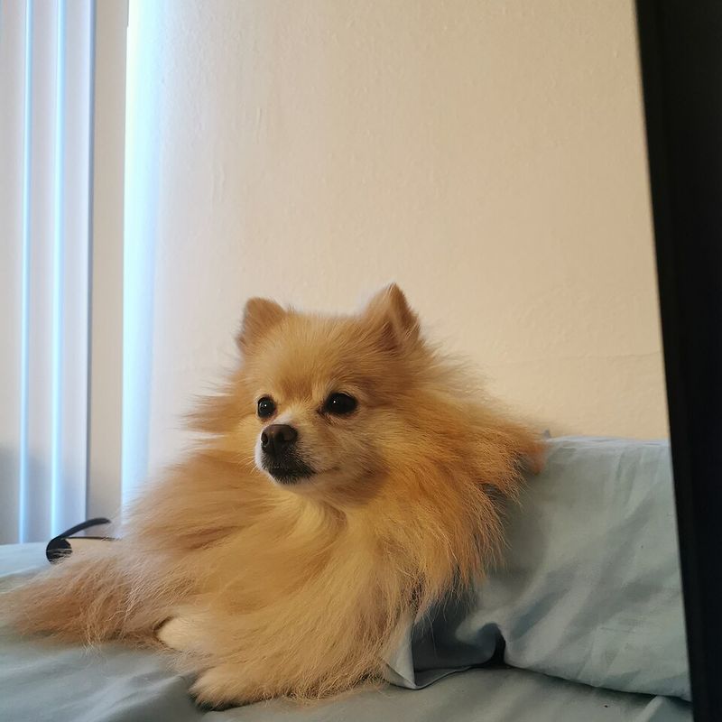 A few famous mixes dominate attention - These unusual combinations barely get mentioned 11 Pomchi - Pomeranian × Chihuahua