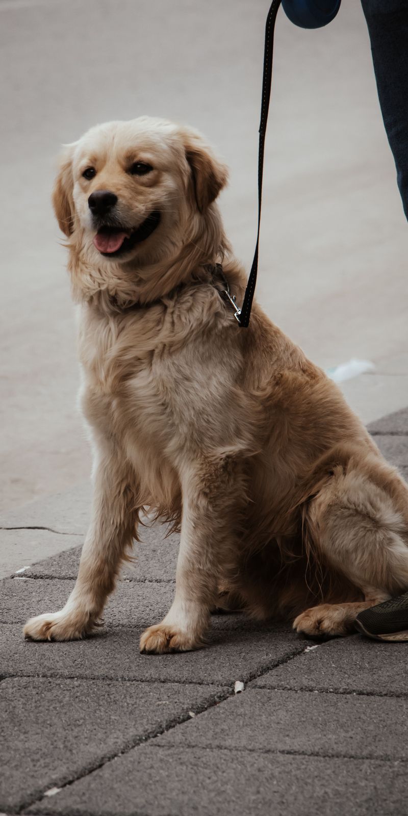 Dog ownership trends are changing, and these 14 breeds are feeling it 4 Golden Retriever