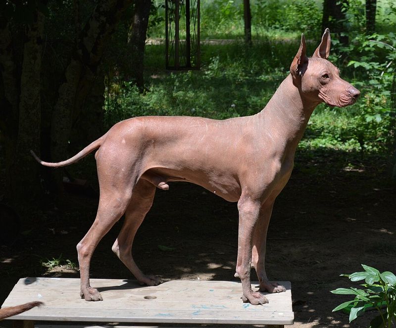 Mexican Hairless Dog (Standard)