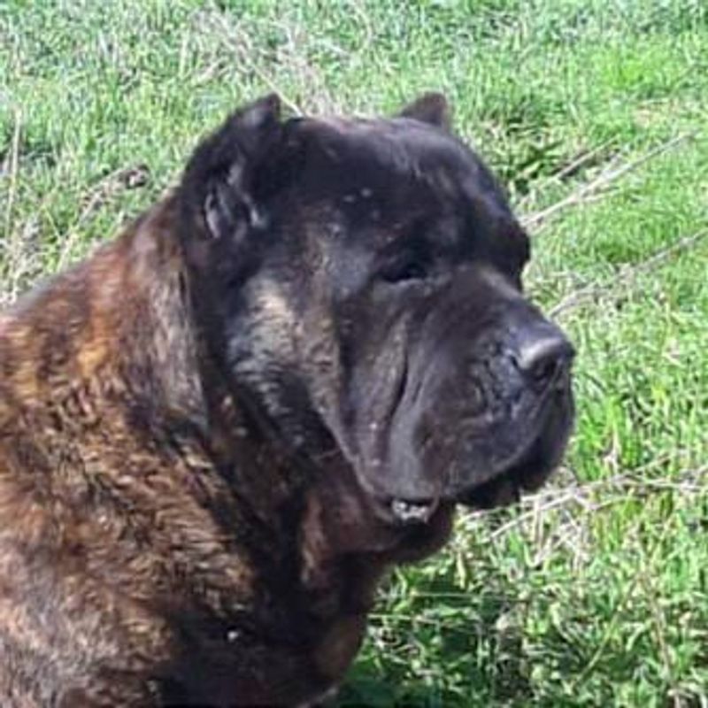 Cane Corso