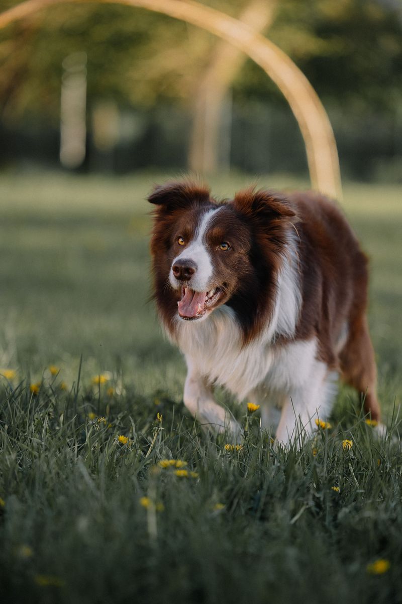 Border Collie