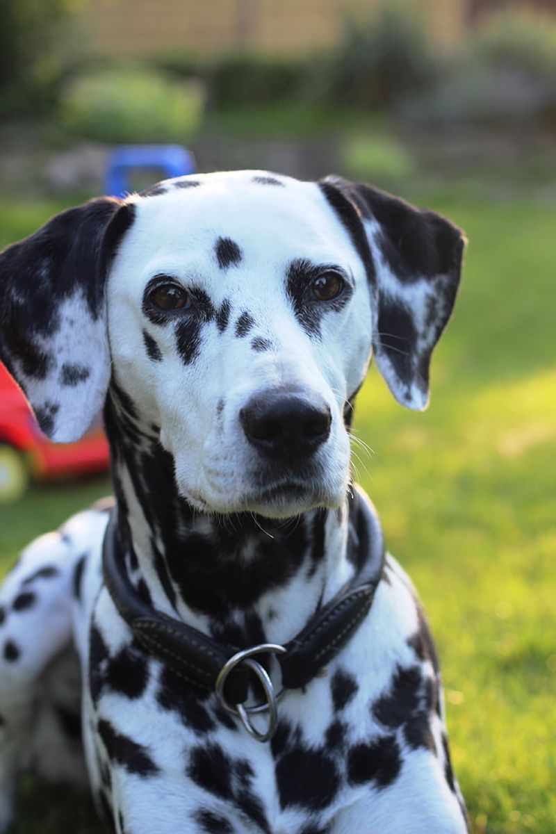 Dalmatian