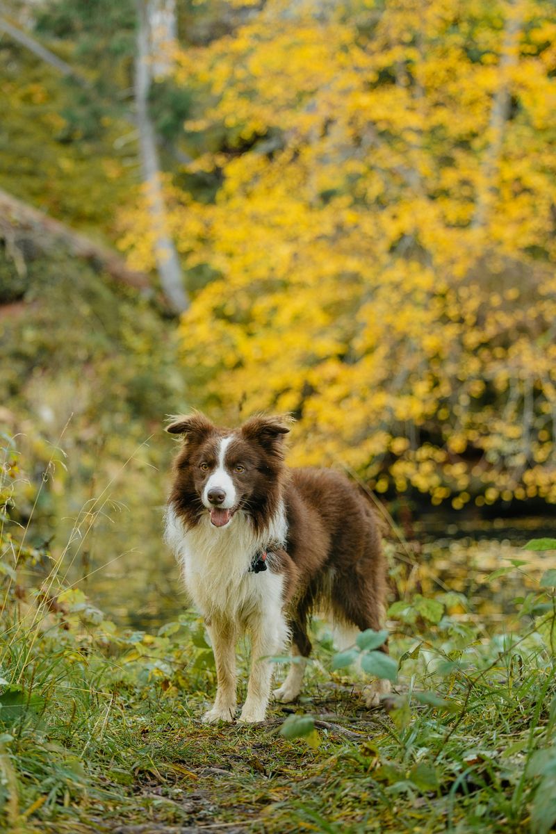 26 Dog Breeds That Feel Most at Home Around People 4 Border Collie