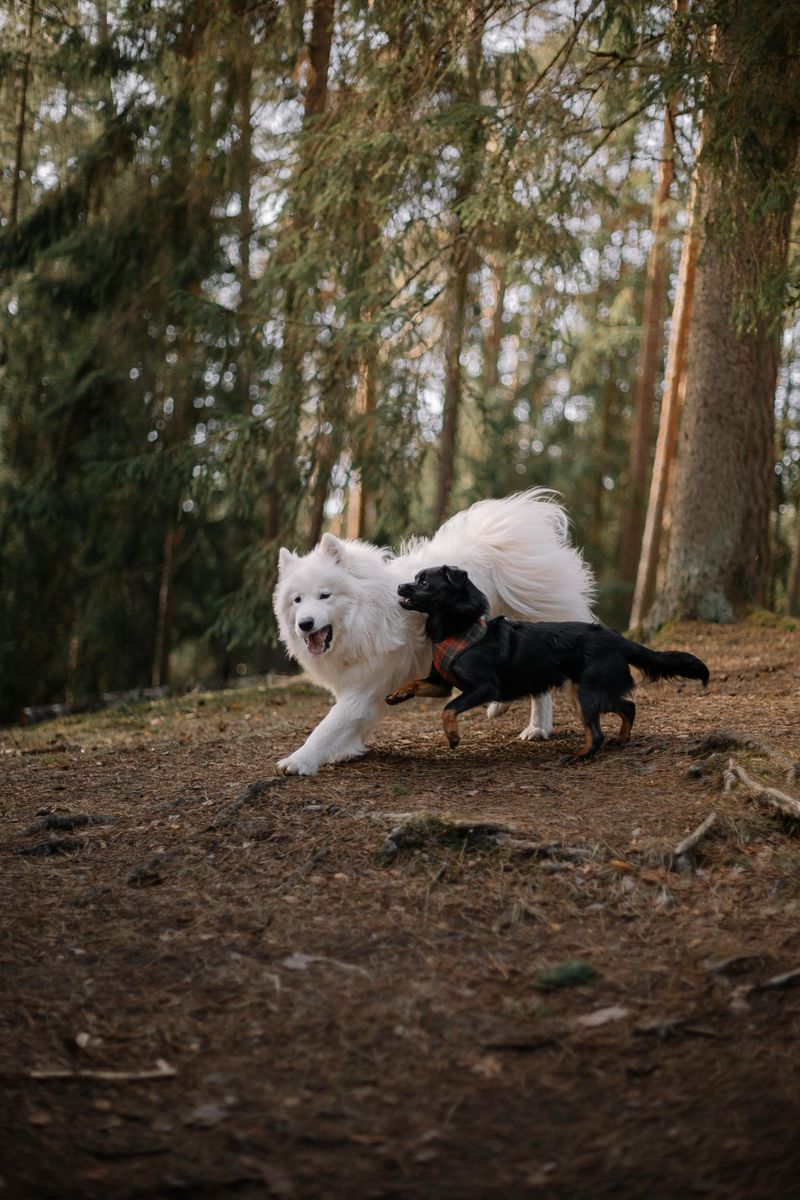 16 Dog Breeds Built for Adventure With Owners Who Never Stay Put 17 Samoyed