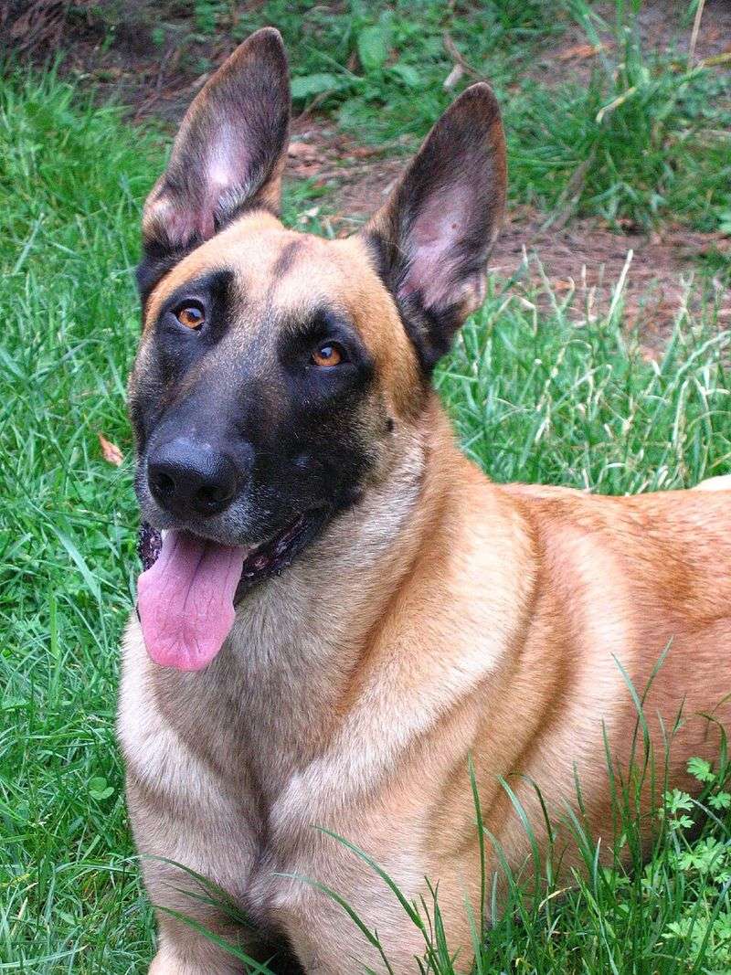 Belgian Malinois - Quiet Before Fast Action