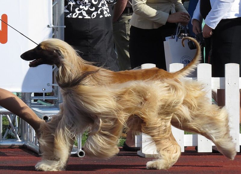 Afghan Hound
