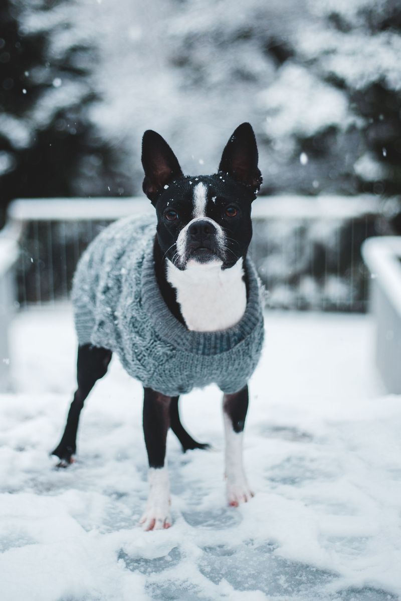 These unmistakable dogs keep appearing on everything from clothing to home decor 12 Boston Terrier