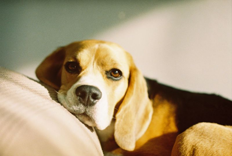 Beagle 