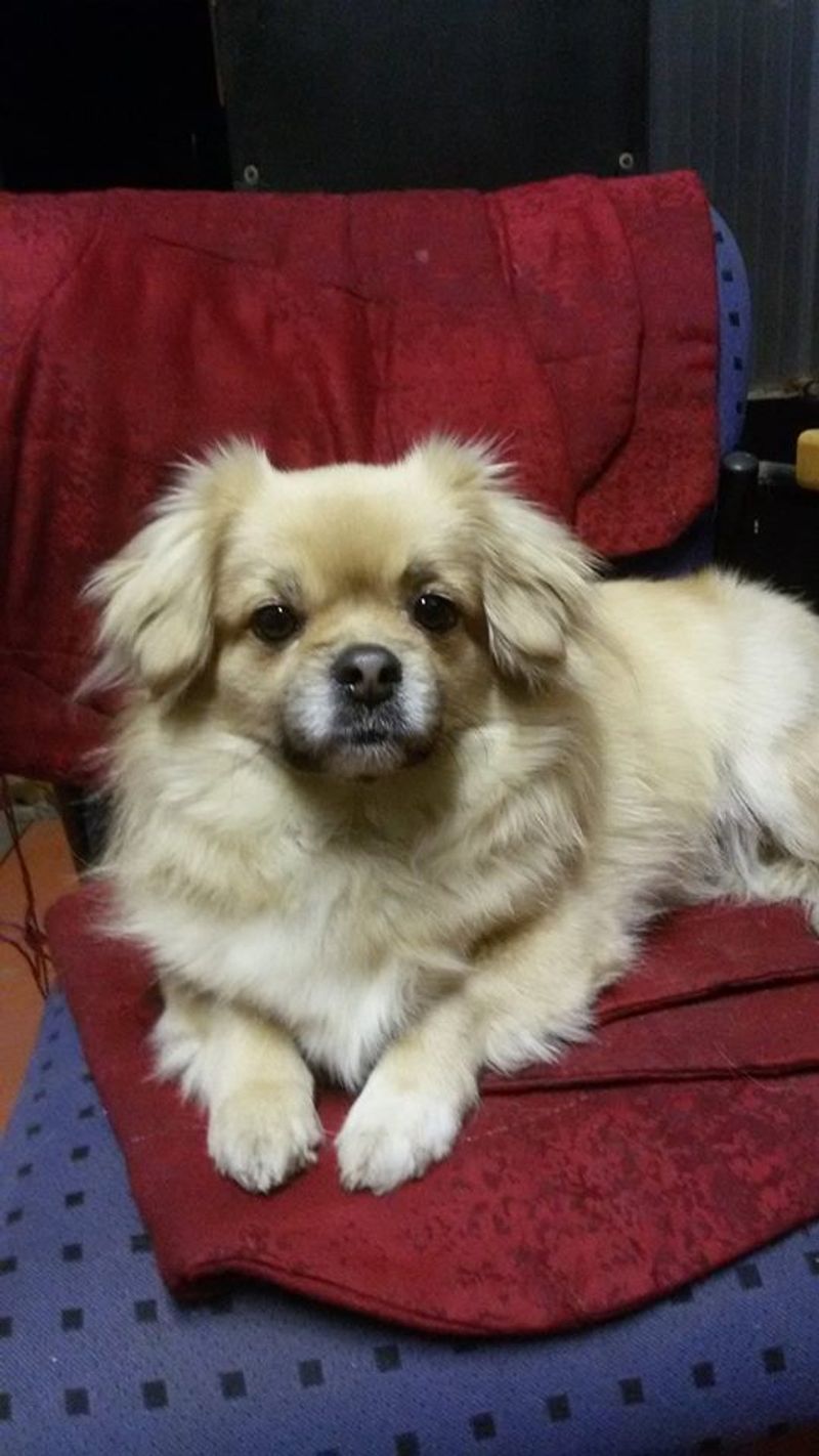 These 10 attention-hungry dogs never stop asking for affection 11 Tibetan Spaniel