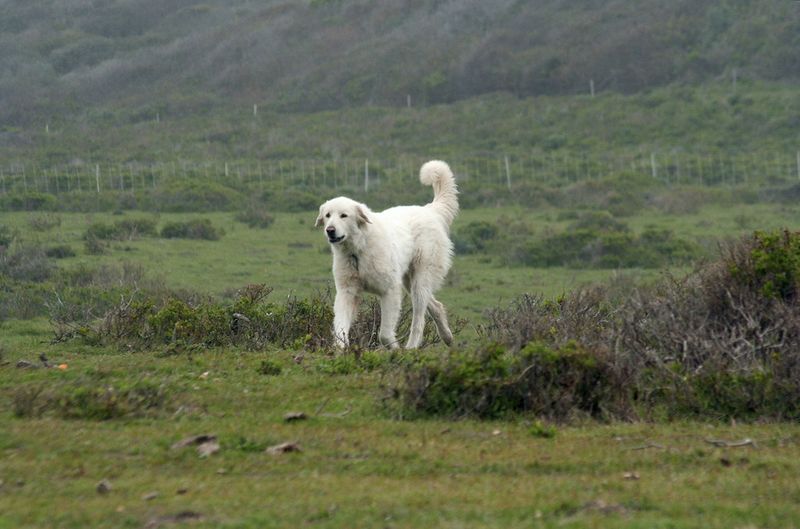 14 Dog Breeds That Grow Emotionally Attached to Places, Not Just People 3 Akbash