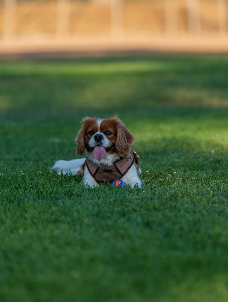 Want companionship without constant commotion? These dogs may match the rhythm you're after 2 Cavalier King Charles Spaniel