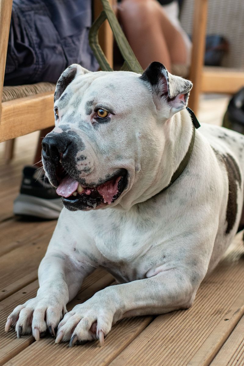 American Bulldog