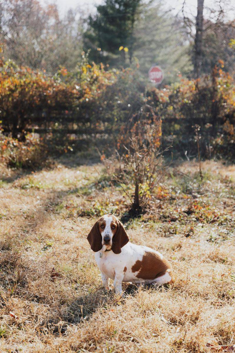 Basset Hound