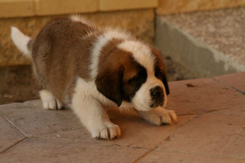 Saint Bernard