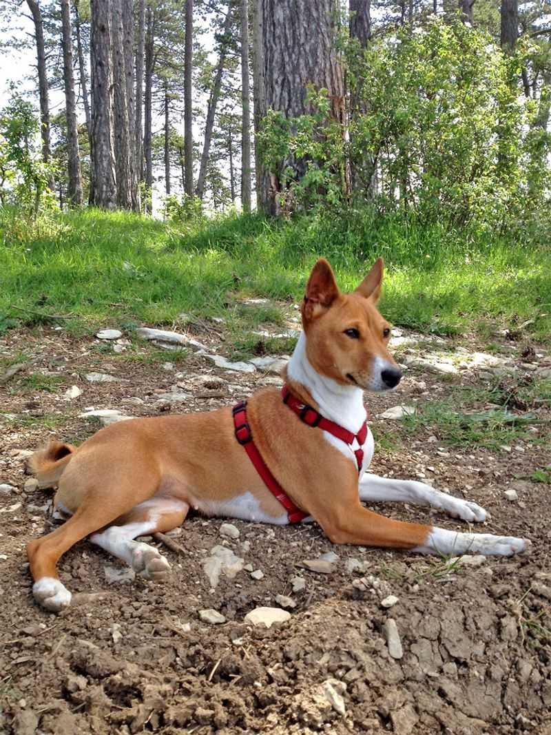 Basenji